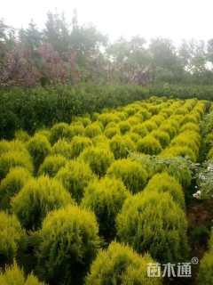 高度50厘米洒金柏