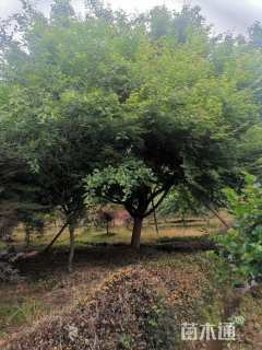 20公分鸡爪槭