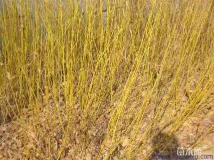 高度120厘米黄瑞木