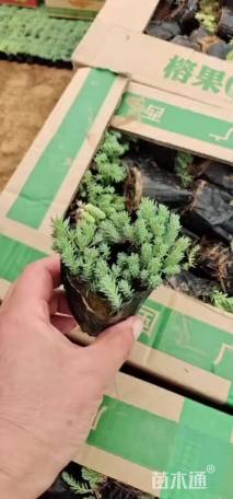 高度6厘米中华景天