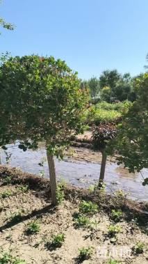 高度150厘米嫁接卫矛球