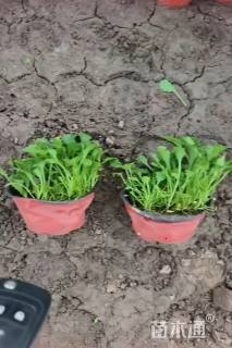 高度5厘米大滨菊