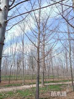 20公分丛生银杏