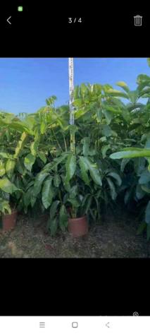 高度100厘米澳洲鸭脚木