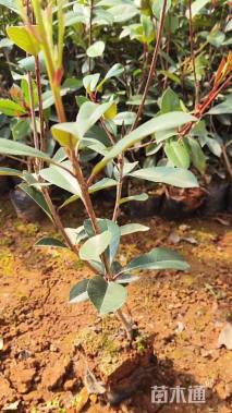 0.3公分红叶石楠