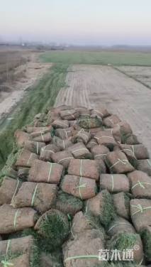 草毯状百慕大草