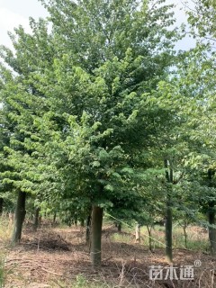 25公分大腹木棉