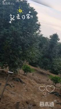 冠幅280厘米桂花球