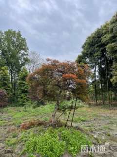 高度220厘米羽毛枫