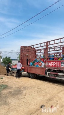 高度30厘米芙蓉菊
