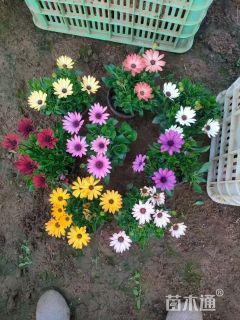 高度20厘米南非万寿菊