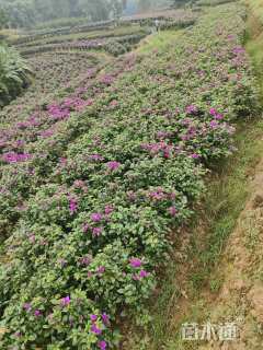 高度50厘米三角梅