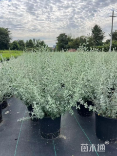 高度30厘米银叶仓鼠