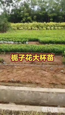 高度30厘米栀子花