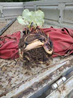 高度20厘米荷花