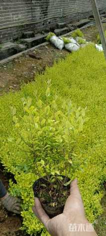 大杯苗亮晶女贞小苗