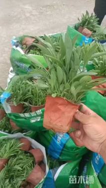 高度20厘米大花金鸡菊