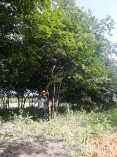 40公分多杆朴树