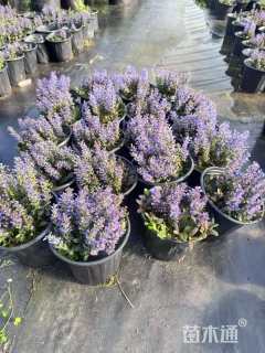 高度20厘米筋骨草