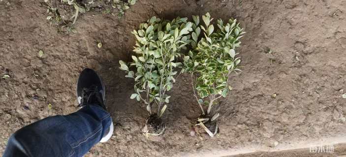 高度35厘米金边黄杨