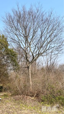 25公分朴树