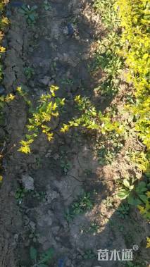 高度30厘米六道木
