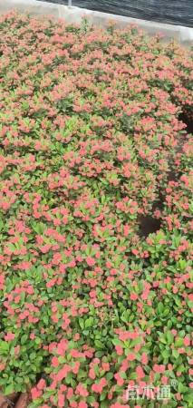 高度30厘米虎刺梅