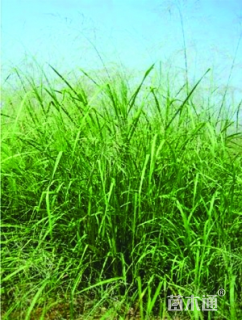 高度60厘米柳枝稷