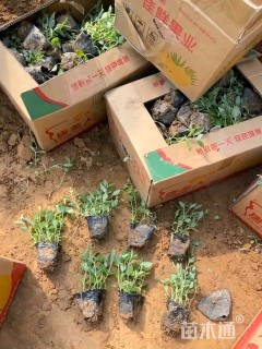 高度15厘米桔梗