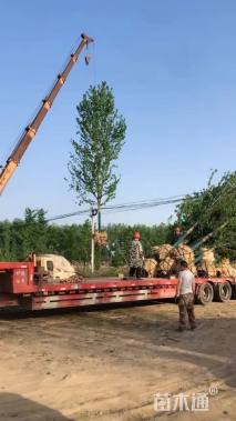 25公分美国红枫