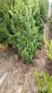 高度150厘米龙柏