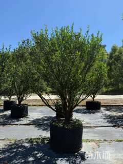 高度180厘米南丰蜜桔