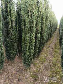 高度30厘米直立冬青