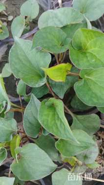 高度8厘米鱼腥草