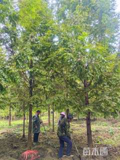 13公分金叶水杉