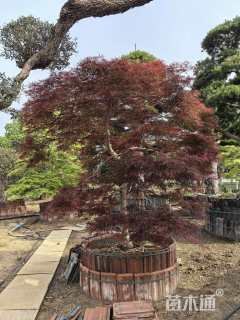 高度250厘米羽毛枫