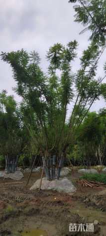 18公分(5杆)丛生蓝花楹