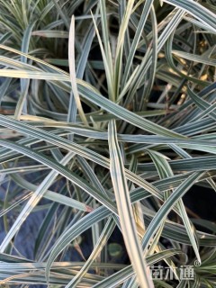 高度25厘米沿阶草