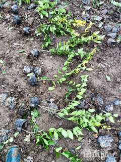 高度50厘米金森女贞