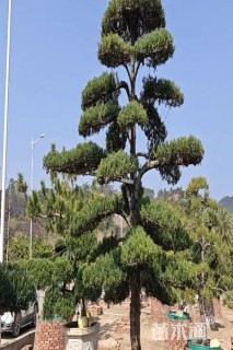 10公分造型黑松