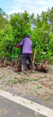 高度80厘米法国冬青
