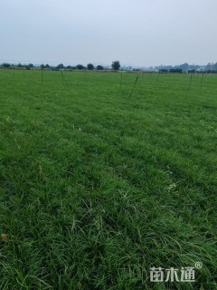 高度30厘米细叶麦冬草