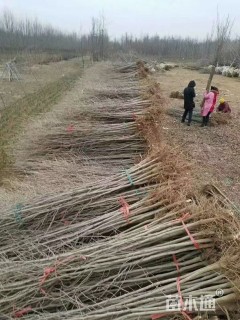 高度100厘米银杏小苗