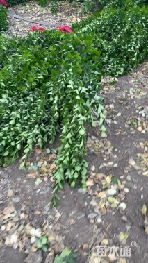 高度161厘米北海道黄杨