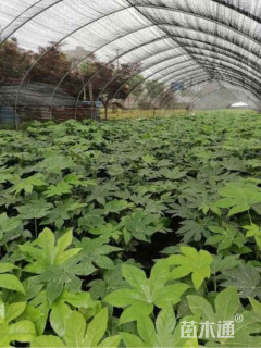 高度25厘米八角金盘小苗