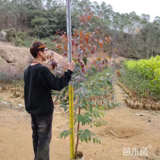 高度9.0厘米桉树小苗