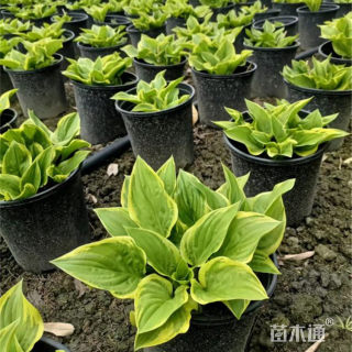 高度35厘米玉簪