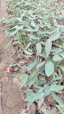 高度50厘米再力花