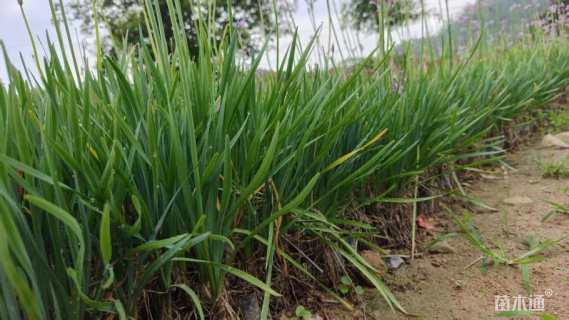 高度20厘米紫娇花