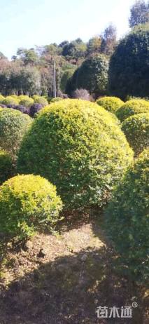 冠幅150厘米金冠女贞球